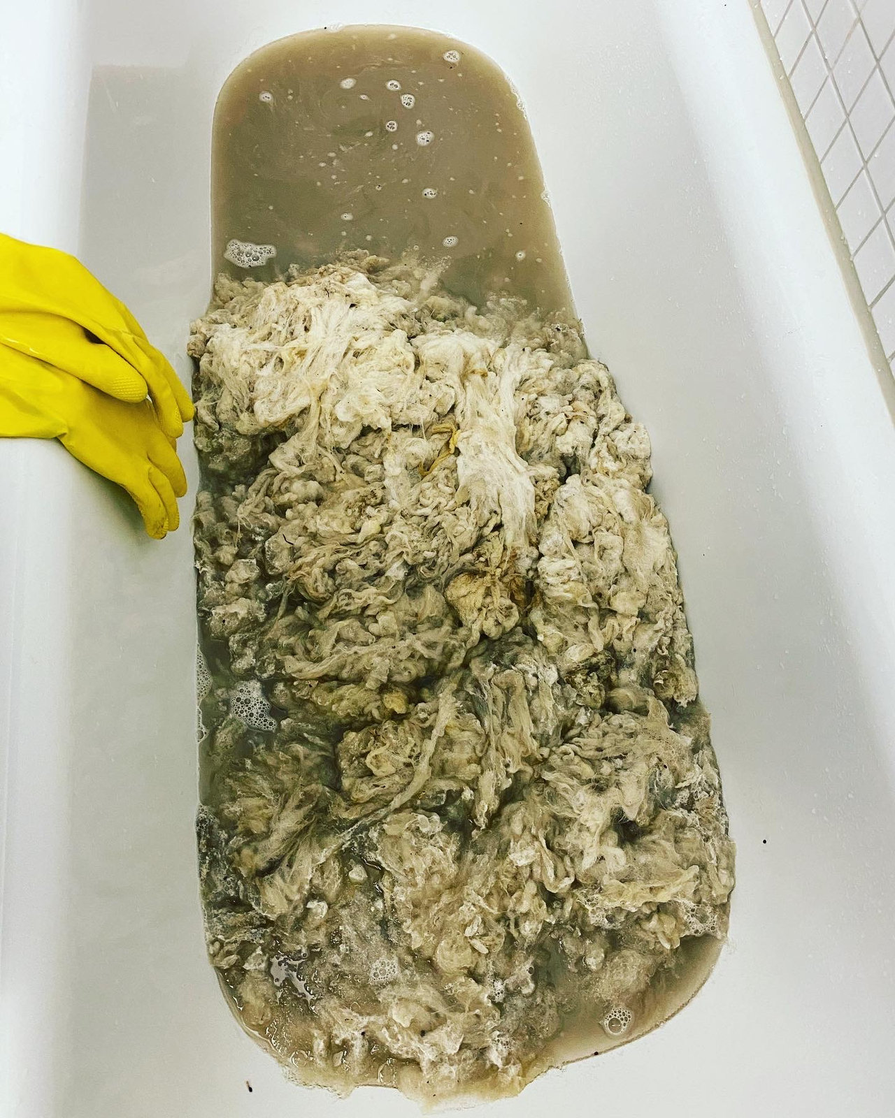 Wool fibres wetted with warm, soapy water