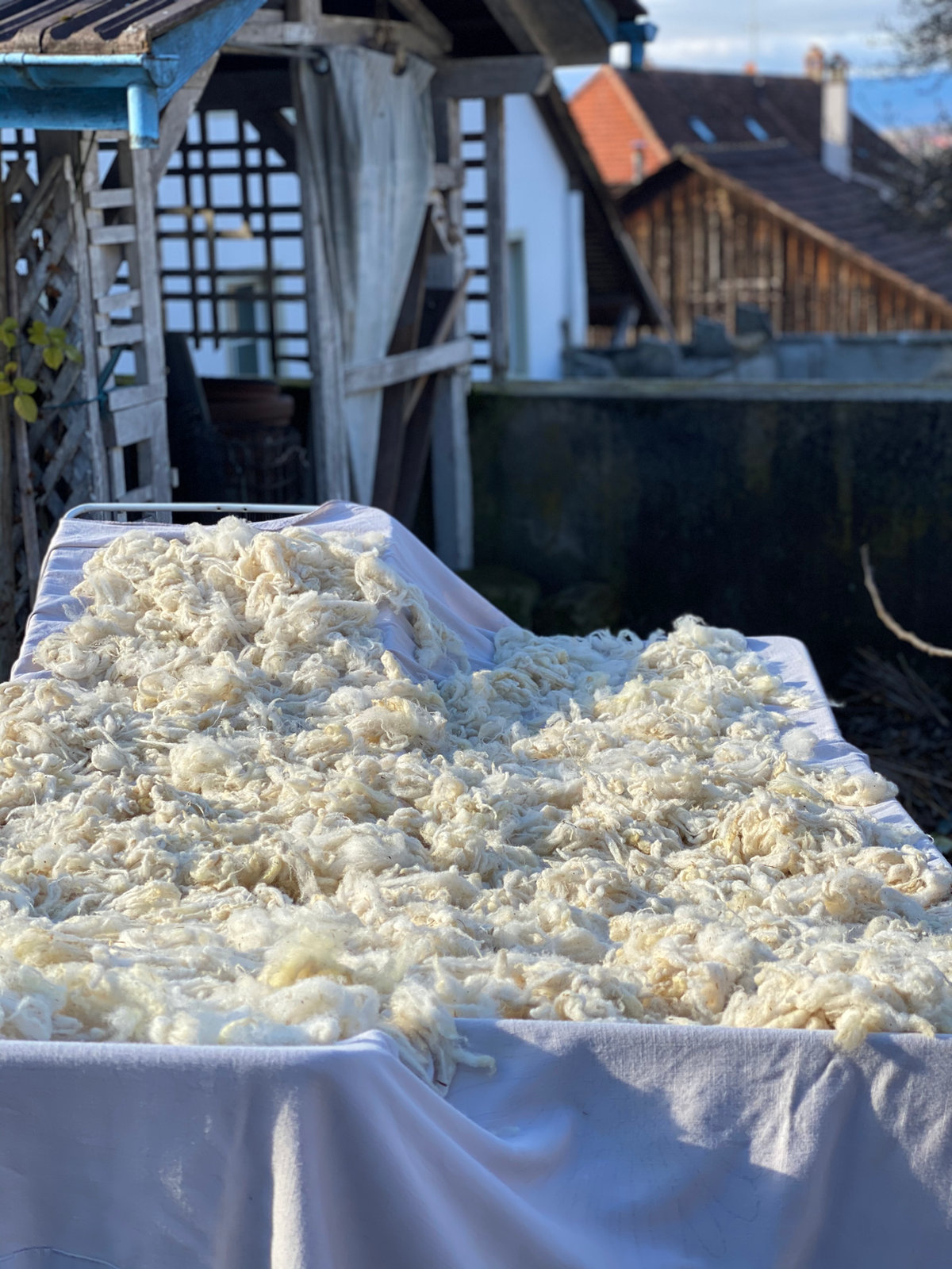 Washed raw fleece, ready to be carded and laid out